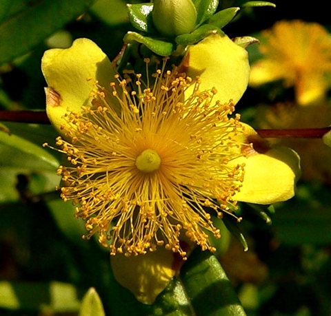 {Hypericum densiflorum}